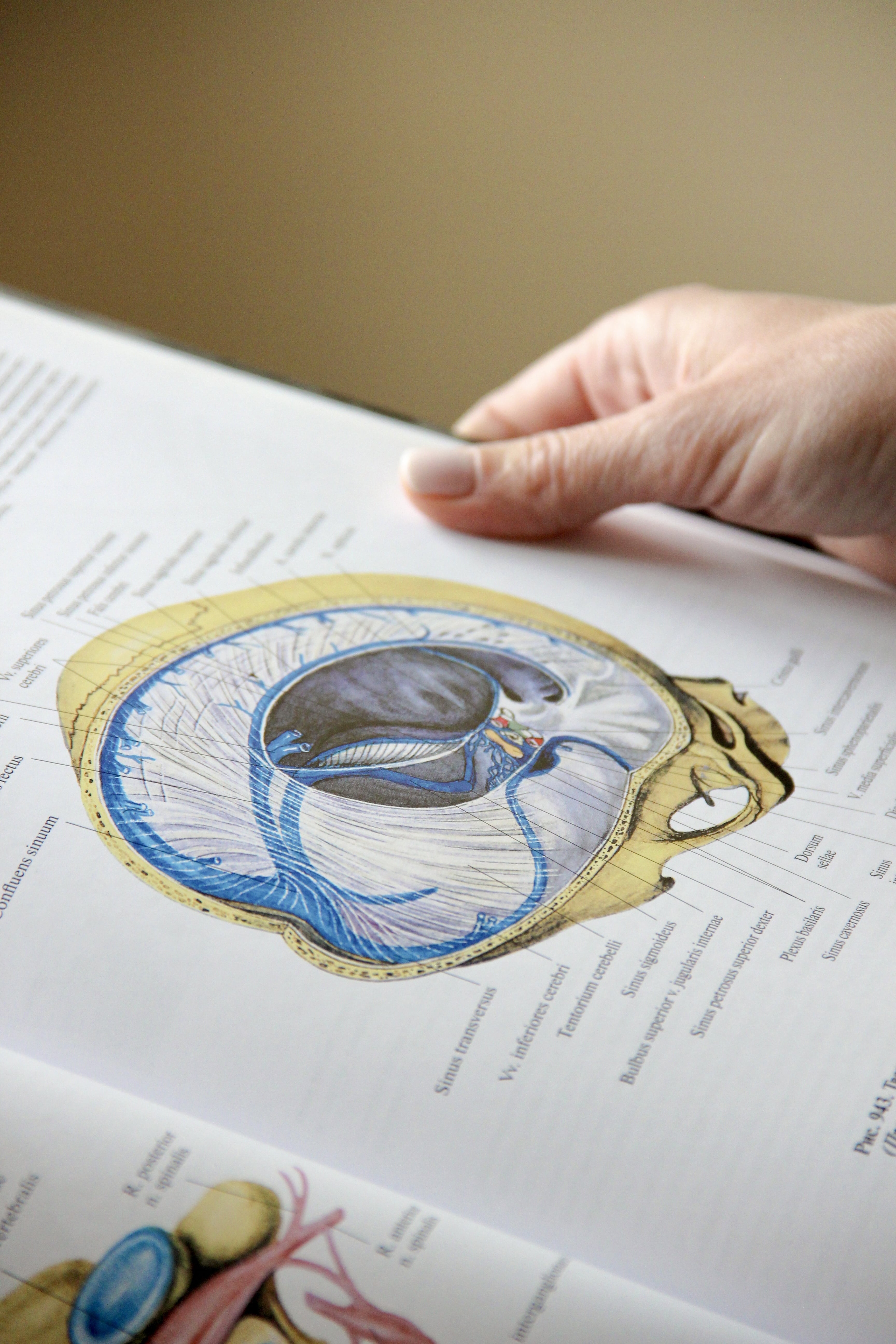 Hand pointing to anatomical chart for patient education