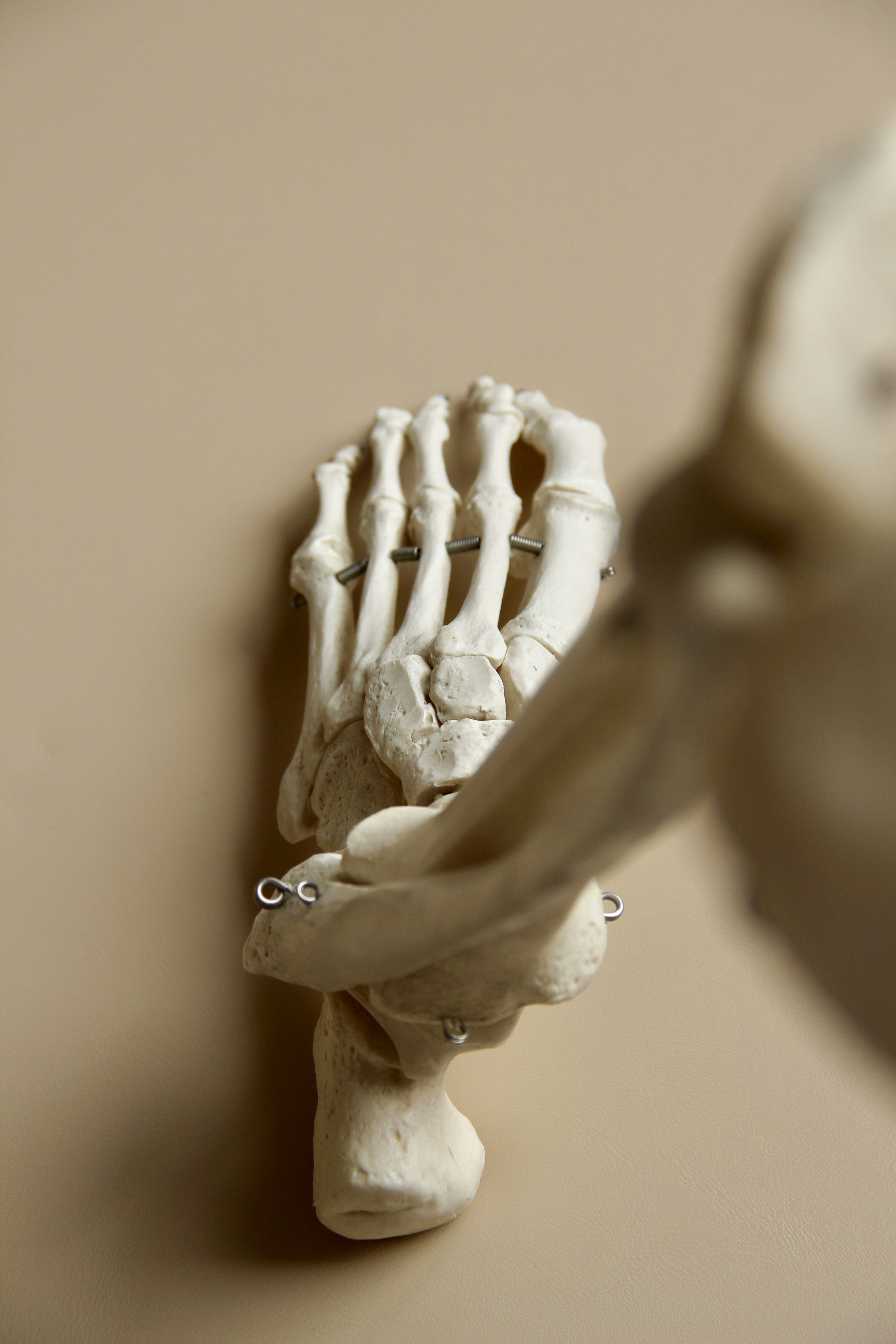 Anatomical foot skeleton model for osteopathy education